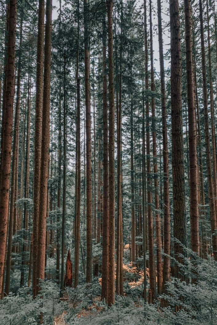 TyTy Creek pine trees