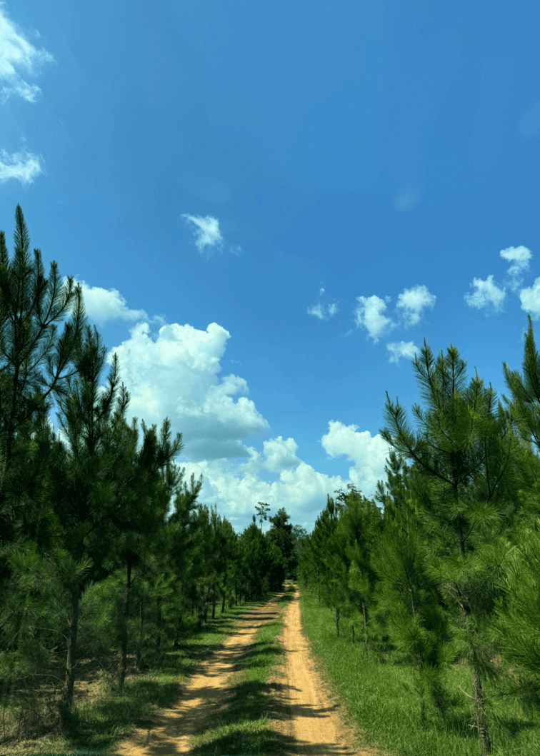 Wedding Venue road and trees